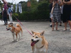 -秋叶原电器街