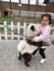 -上美四季动物农场