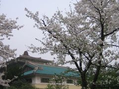-武汉大学-樱园