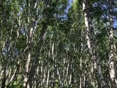 -乌兰布统景区-白桦林