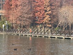 -溱湖国家湿地公园