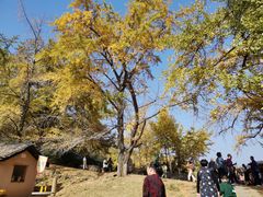 -千年银杏谷文化旅游区
