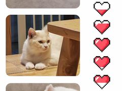 -啵啵喵·猫咖(攀华国际店)