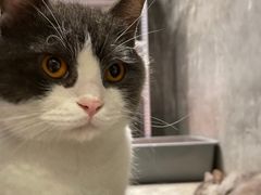 -猫儿山۰猫主题餐厅