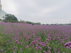 -花博汇(知音花月夜)