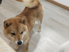 -柴迷FANS CLUB·柴犬狗咖·猫咖