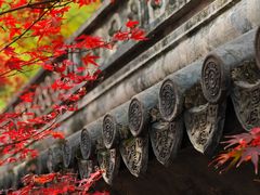 -秋霞圃