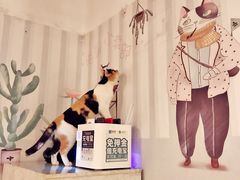 -Cappucimeow猫咪咖啡馆(韦伯时代店)