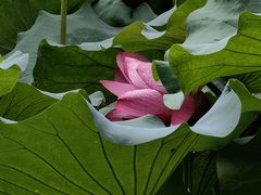 -莲池书院博物馆