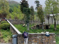 -卧龙中华大熊猫苑神树坪基地