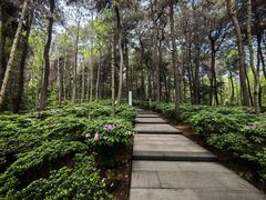 -铁山坪森林公园