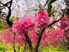 -南汇桃花村