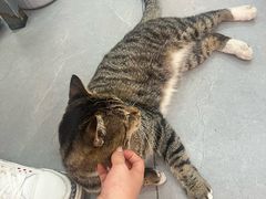 -孙记大碗皮肚面(后宰门店)