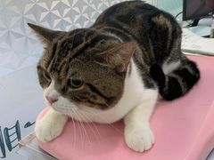 -荔康动物医院(康王北路店)