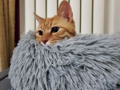 -李轩纹身LEE TATTOO