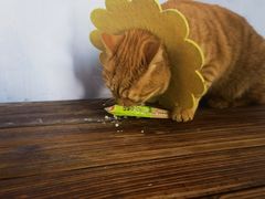 -喵屿·大理花园猫咖