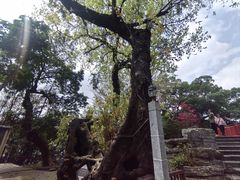 -荔湾湖公园