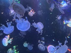 -海合安成都极地海洋公园