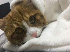-达爱动物医院·犬猫分区·CT·复杂眼科(远洋山水分院)