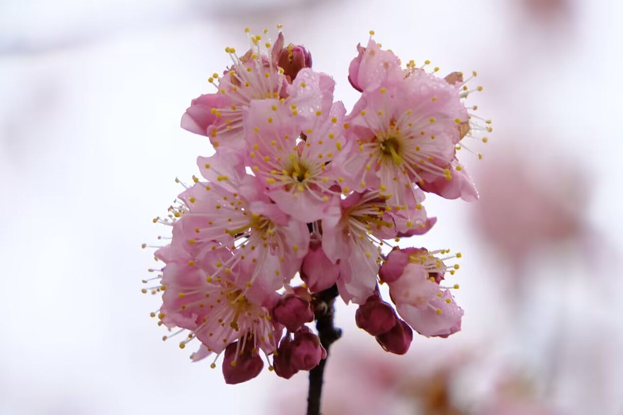 今日花讯:武汉大学椿寒樱开放