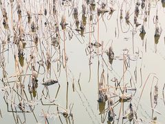 -石家庄市植物园