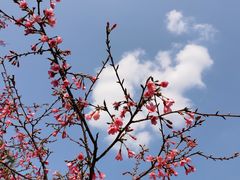 -天适樱花悠乐园