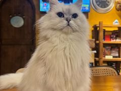 -猫猫幼稚园·撸猫·桌游·电玩