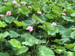 -武清南湖绿博园