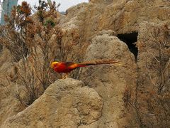 -西霞口神雕山野生动物世界