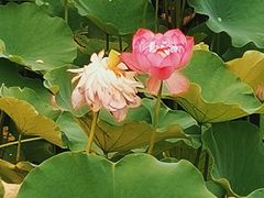 -沐仙湖湿地公园