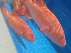 -北塘海鲜·天津菜(大光明桥旗舰店)