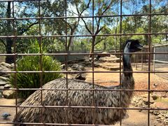 -费瑟代尔野生动物园