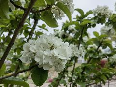 -羊山湖公园