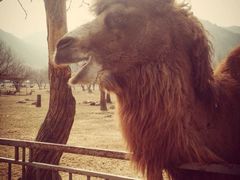 -西安秦岭野生动物园