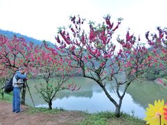 景点-南国桃园旅游度假区