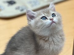 -帕帕拉兹宠物(亚洲旗舰店)