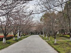 -高东镇樱花园