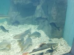 -上海长江河口科技馆