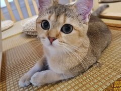 -柴迷FANS CLUB·柴犬狗咖·猫咖