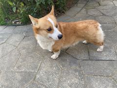 -食其家·牛丼咖喱(昆山巴黎春天店)