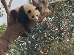 -都江堰中华大熊猫苑