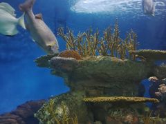 -上海海洋水族馆