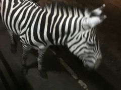 -清迈夜间动物园