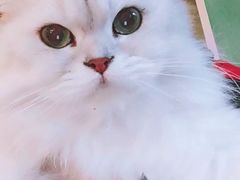 -李小姐の猫咖啡馆(五角场店)
