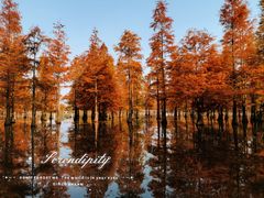 -白鹭湾湿地公园