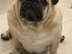 -翊宠yipet猫狗购宠庄园犬舍•猫舍