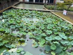 -青枫公园
