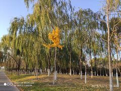 -大兴滨河森林公园