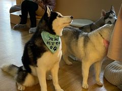 -Husky Go! 哈士奇体验馆·宠物咖啡厅狗咖