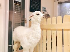-Heymao猫咖.咖啡厅(东门店)
